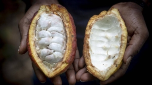 Illegal mining, smuggling threaten Ghana’s cocoa industry