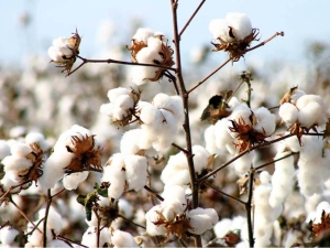 Chinas cotton production volume decreases during 2023