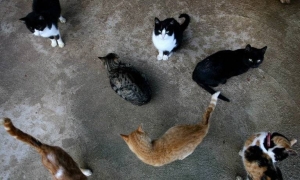 Spain police investigate suspected poisoning of 47 cats