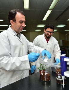 QU studies hydrogel agriculture to support food security in Qatar