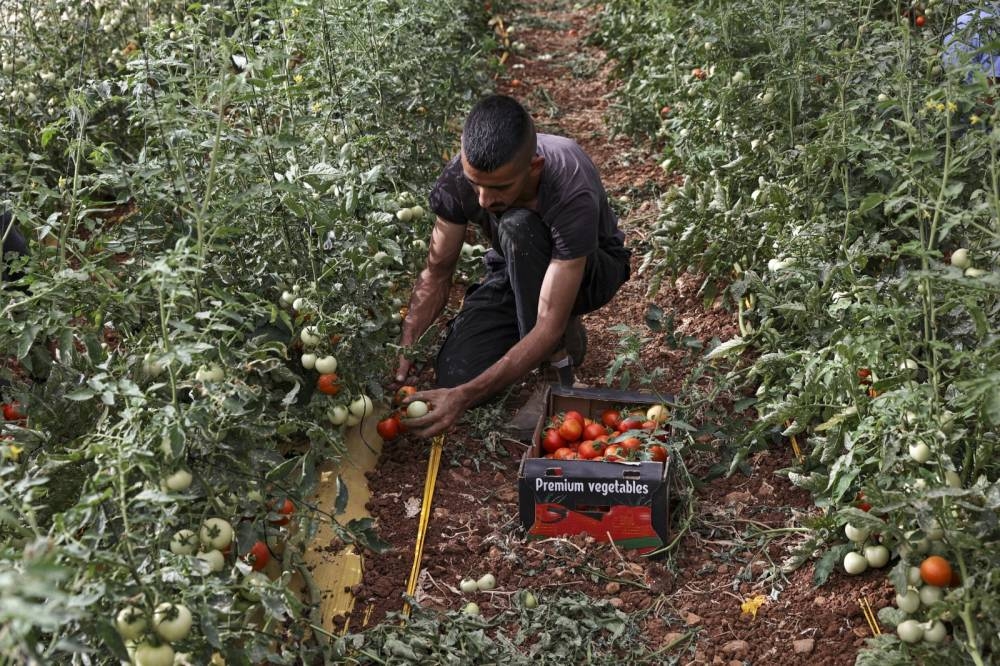 As war halts Israel permits, Palestinians return to farming