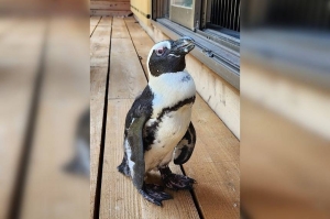 Miracle’ Japan penguin found two weeks after escape