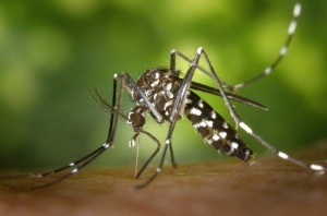 Italy records year’s first indigenous case of dengue fever