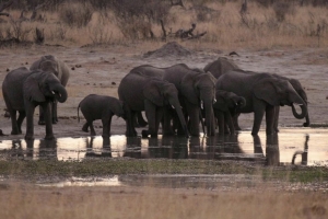 Zimbabwe to cull 200 elephants amid food shortages