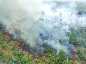 South America surpasses record for forest fires