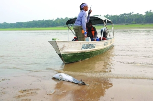 Dolphins start dying again in Amazon lake becoming shallow due to drought