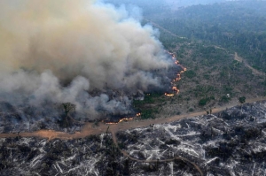 Amazon forest has lost an area the size of Germany and France