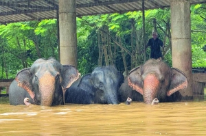 Thailand rushes to rescue animals from flash floods