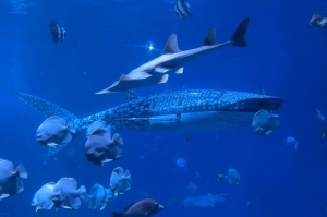 Aquarium’s ‘fake’ whale shark angers visitors