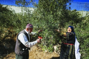 Gaza war, settler attacks ruin Palestinian olive harvest