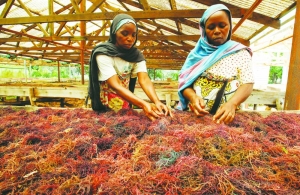 Seaweed farming brings hope to Kenyan villagers hit by climate change