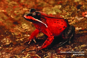 ‘Amphibious Mouse’ Among 27 Species Discovered In Peru’s Amazon - Gulf ...