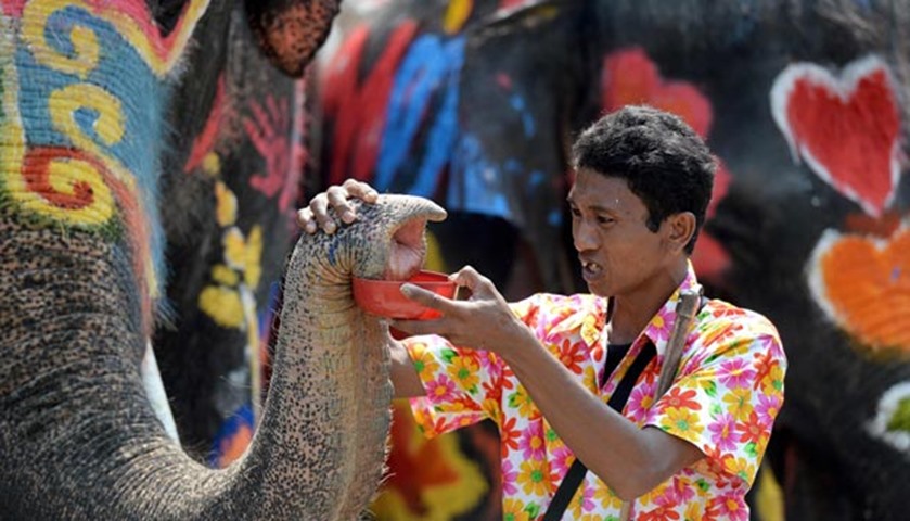 A mahout has his elephant hold a plastic container during water battles as part of the celebrations