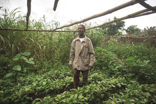 Eighty-year-old Ghanaian farmer Kofi Afadi poses on his coffee farm in the village of Leklebi Agbesia in the Volta Region of Ghana.