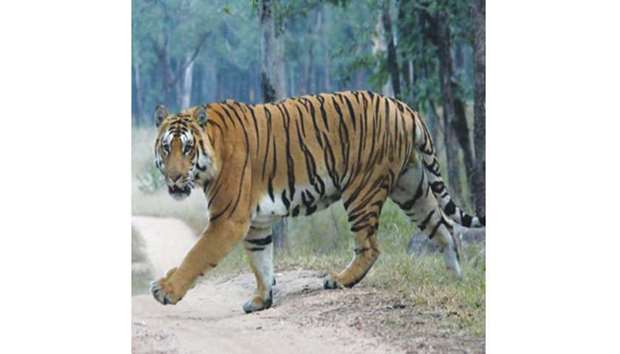 Nepal is home to 198 tigers.