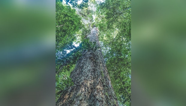 This handout picture released by NGO Imazon shows an angelim vermelho tree (Dinizia excelsa) the highest tree found in the Amazon rainforest with the height of 88.5m and 9.9m of circumference located in the region of Jari River, at the border of Amapa and Para states, north of Brazil.