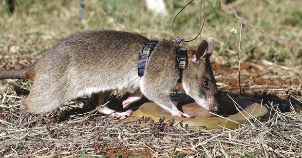 This picture taken on September 16 shows a giant African pouched rat identifies a landmine during training in sniffing and detecting landmines at the Sokoine University landmine fields in Morogoro, Tanzania.