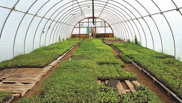 Thousands of farmers in all provinces are engaged in tunnel farming.