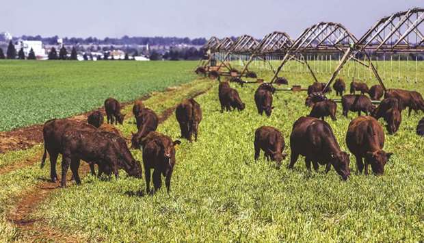 Cattle graze on a farm, outside Delmas in the Mpumalanga province, South Africa (file). With national elections looming in May and the economy in the doldrums, the ANC leadership is under pressure to speed up wealth distribution.