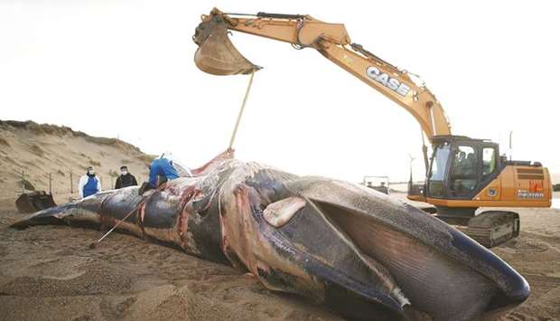 Experts from the Observatoire Pelagis examine the dead body of a fin whale that was found on a beach in Saint-Hilaire-de-Riez, France.