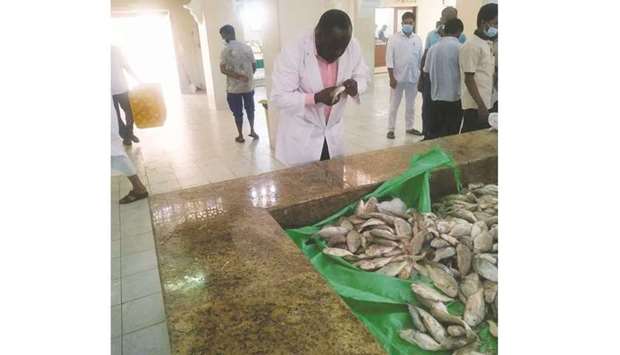 The health control section of Al Wakra Municipality destroyed about 250kg of fish that was found unfit for human consumption at Al Wakra Fish Market.