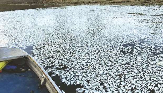 Scores of dead fish floating on the Darling river in Menindee.