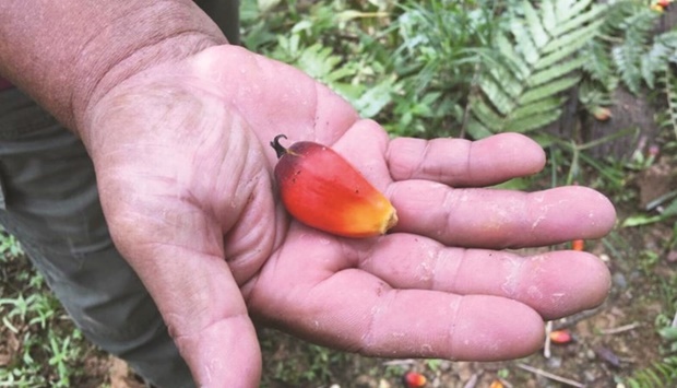 PRODUCTION: The Sabah state on Borneo island produced about 5 million tonnes of palm oil in 2020, or 6% of the global total, according to WWF.