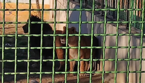 The two lions that killed a guard at the Arak Zoo, about 200 kilometres southwest of Iran's capital. AFP/HO/IRIB