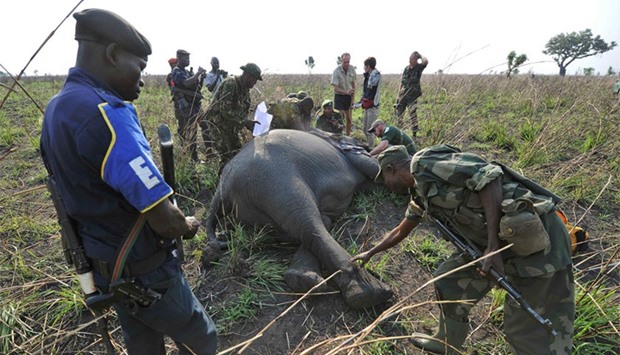 Armed groups line up to kill Congo's elephants - Gulf Times