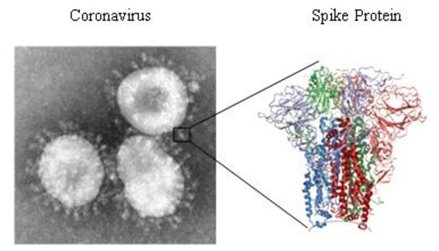 HKU1-CoV is one of six coronaviruses that infect humans