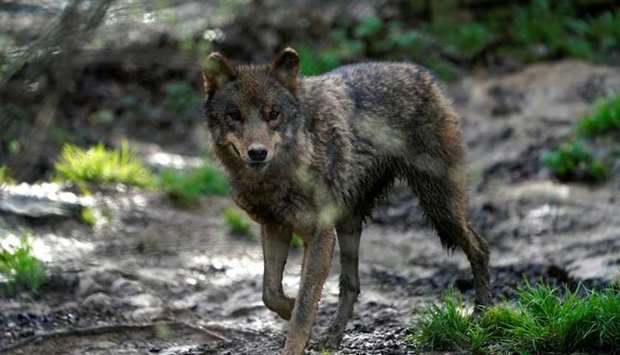 An Iberian wolf (Canis lupus signatus) exercises at Basondo Animal Refuge, in Kortezubi, Spain