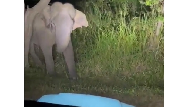In the 20-second clip the man cannot be seen but a blue vehicle with flashing lights aggressively pursues the animal off-road in the north-central city of Habarana.