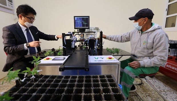 The ministry's Agricultural Research Department has taken the initiative to produce grafted vegetable seedlings to implement projects to raise the sustainable productivity of crops to achieve food security, according to a Qatar News Agency report.