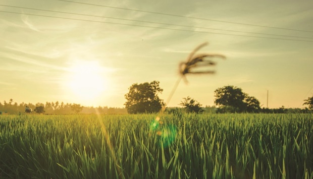 A view of a field in Sekinchan, Malaysia.