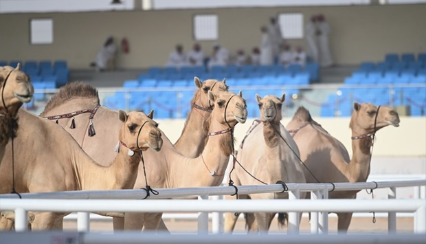 The 45-day event, features competitions for categories including the most beautiful camel and the original breeds of high value.