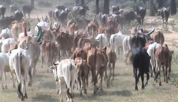 A herd of cows