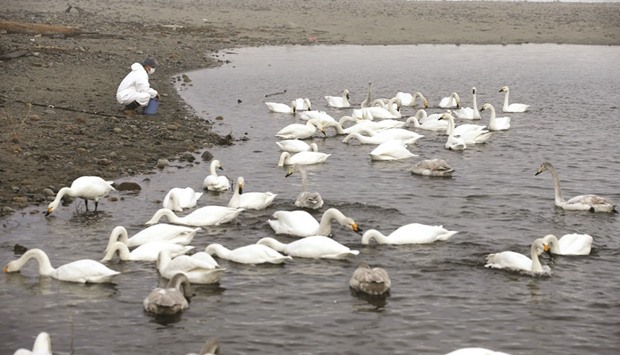 A volunteer feeds swans in an area destroyed by the March 11, 2011 tsunami inside the exclusion zone in Okuma, near Tokyo Electric Power Cou2019s (TEPCO) tsunami-crippled Fukushima Daiichi nuclear power plant, in this February 14 file picture.