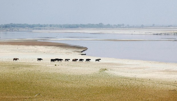 A herd travels to cool off in the River Indus, Hyderabad, Pakistan, on March 18.