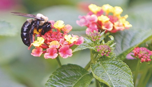 A bumblebee gathers pollen from lantana flowers on the State Capitol grounds in Raleigh, NC. Lantana offers many colour choices, and the vibrant tones of red, orange and pink are especially beautiful.