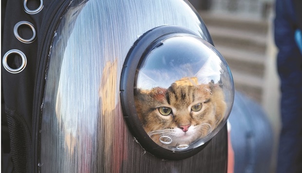 A cat travelling with a couple hoping to flee Ukraine is seen at the main train station in Lviv after arriving by train from Kyiv.