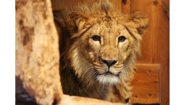 A lion, who was in an animal shelter in Kyiv, is seen in an enclosure at ,Natuurhulpcentrum, nature centre after its planned transfer procedures were accelerated following Russia's invasion of Ukraine, in Oudsbergen, Belgium. REUTERS