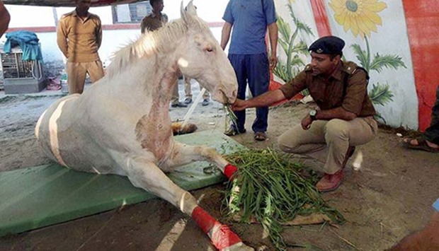 Shaktiman, the 13-year-old horse