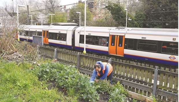 Founder of Energy Garden Agamemnon Otero tends to a herb and vegetable section near the platform at Brondesbury Park Overground train station. (AFP)