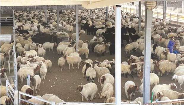 MME buys 9,801 sheep from Qatari farms