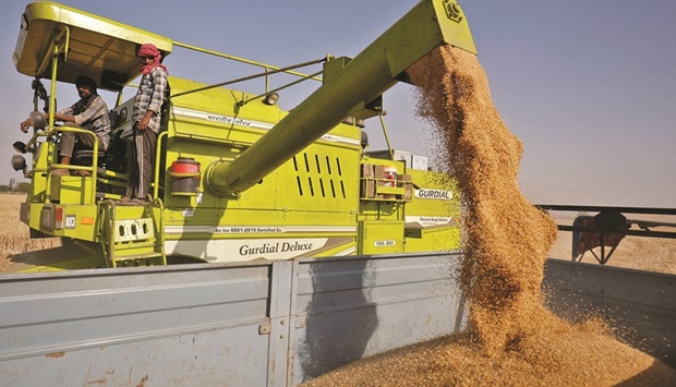 A combine deposits harvested wheat in a tractor trolley at a field on the outskirts of Ahmedabad, India on March 16. Indian wheat could offer a cheaper option for top importer Egypt but will have to overcome quality controls set by the countryu2019s agriculture ministry as well as higher freight costs.