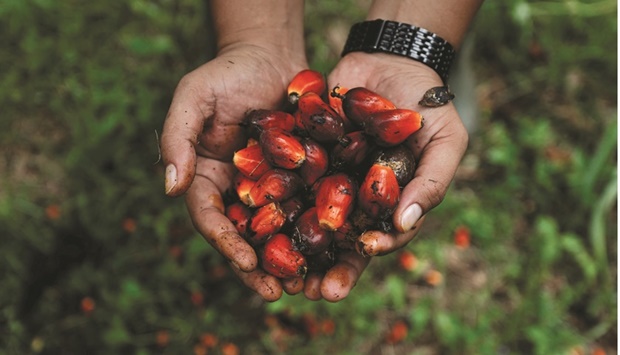 A worker shows palm oil fruit bunches during harvest at a plantation in Kampar regency, Riau province, Indonesia on April 26. Indonesia is prepared to widen its ban on exports of refined palm olein if it faces domestic shortages of derivatives used in the production of cooking oil, according to details presented at a meeting between government and industry officials.