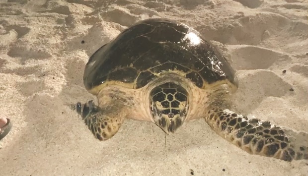 A hawksbill turtle returning to the sea after laying eggs.