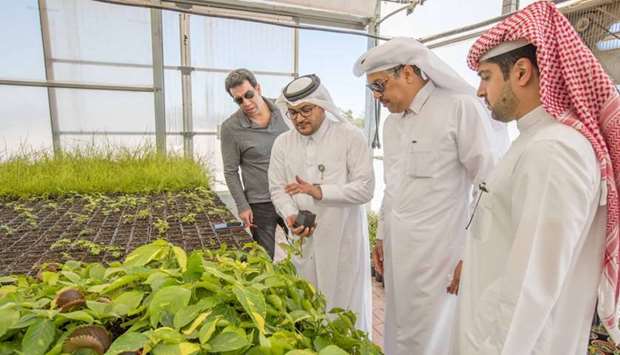 Umm Salal Nursery has been established to cultivate trees and grass to meet the needs of the World Cup stadiums and facilities.