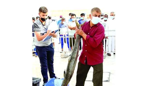 The daily auction at the Al Wakra fish market has seen a considerable decrease in the quantity of fish on display, dropping to some 2.5 tonnes compared to around 35-40 tonnes a day prior to the opening of auctions at Umm Salal Central Market.