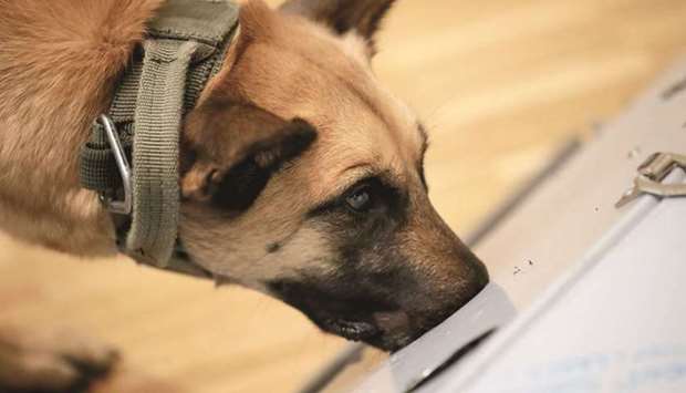 Researchers at Hanover Universityu2019s vet clinic present Filou, the 3-year-old Belgian shepherd which is able to detect Covid-19 in human saliva samples, in Hanover, Germany, last February. (Reuters)